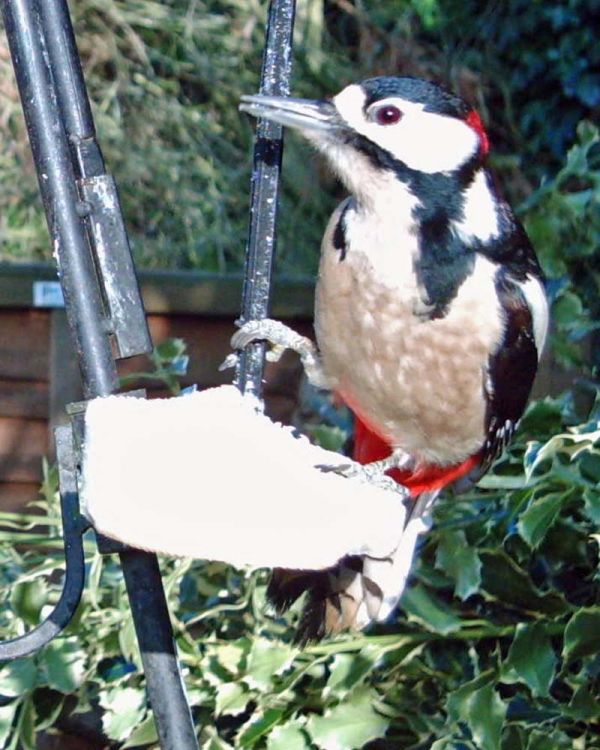 Male Great Spotted Woodpecker